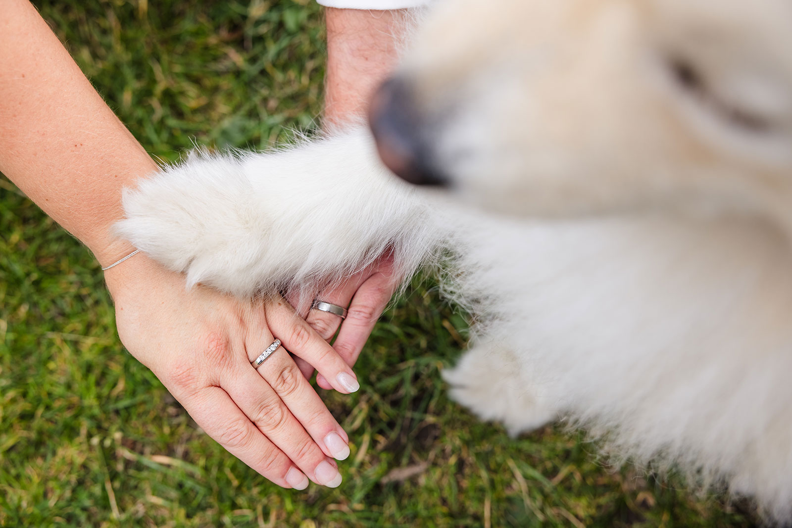 Detail van handen van bruidspaar met pootje van hun hond